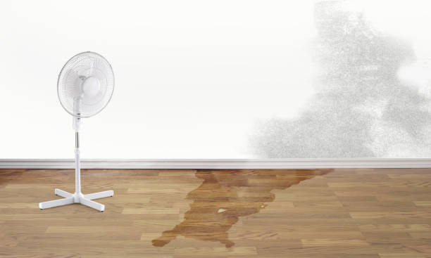 Best Mold removal after water damage  in Garwood, NJ